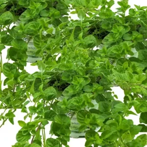 3er Set Indische Hängeminze,Yerba Buena - Satureja douglasii,frische Minze Saisonangebot