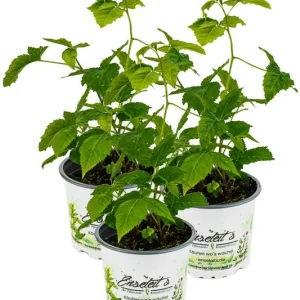 Finale Aktion 3er Set ZWERG BROMBEERE, RUBUS FRUTICOSUS LITTLE BLACK PRINCE