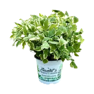 Wochenendangebot Aegopodium podagraria, Giersch panaschiert