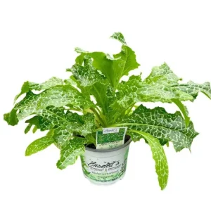 Nur Für Kurze Zeit Mariendistel (Silybum marianum) Leberfreundliche Heilpflanze & Zierpflanze mit purpurroten Blüten Aus nachhaltigem Anbau, direkt aus der Gärtnerei Enseleit