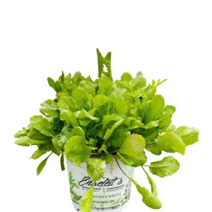 Gartenkresse aus nachhaltigem Anbau - frische Kräuterpflanze Garantierte Lieferung
