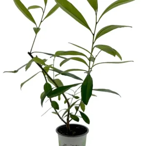 Mate Strauch, Ilex paraguariensis Wochenendangebot