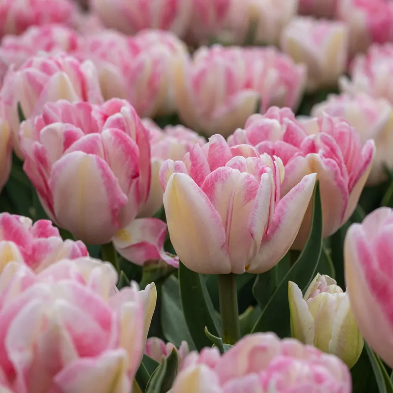 Direktkauf Tulpen 'Foxtrot' (x10) Tulipa foxtrot