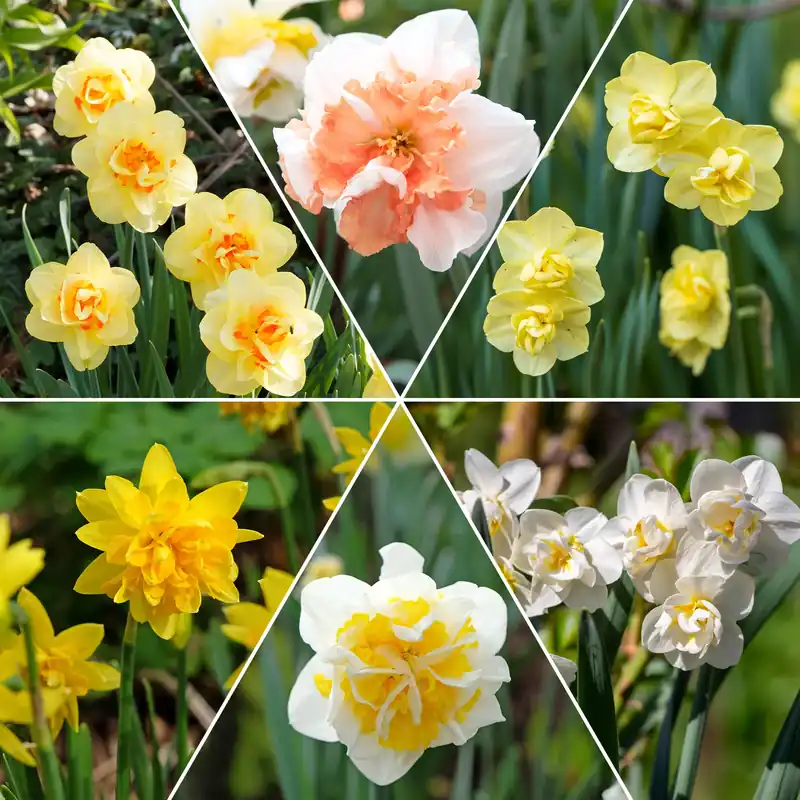 Gefüllte Narzissen Mischung Narcissus Saisonangebot