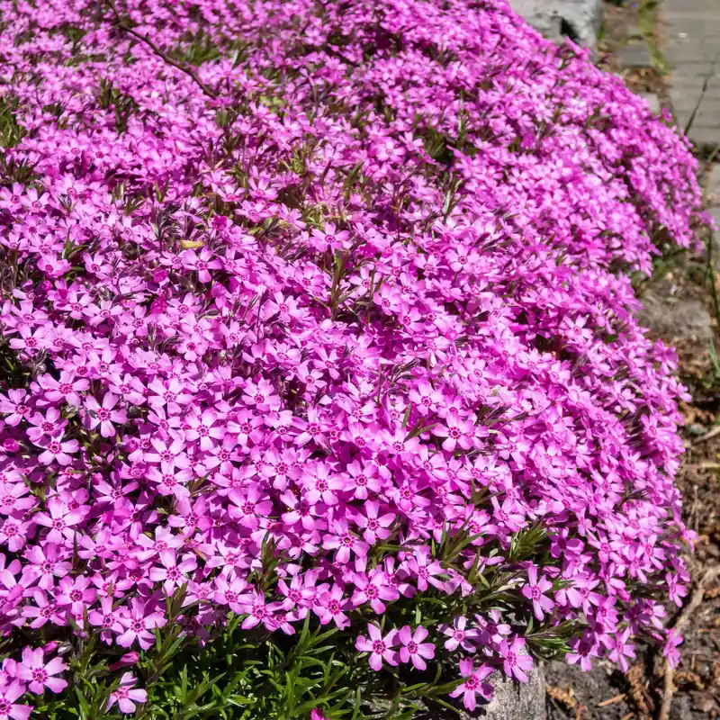 Zertifiziert Polster-Phlox ‘McDaniel’s Cushion’ (x3) Phlox subulata McDaniel's Cushion