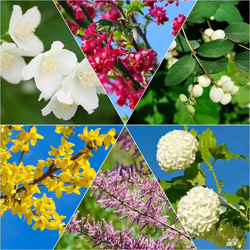 Meistverkauft Hecken-Kollektion vier Jahreszeiten (6 Sträucher) Tamarix, forsythia, philadelphus, ribes, symphonicarpus, viburnum