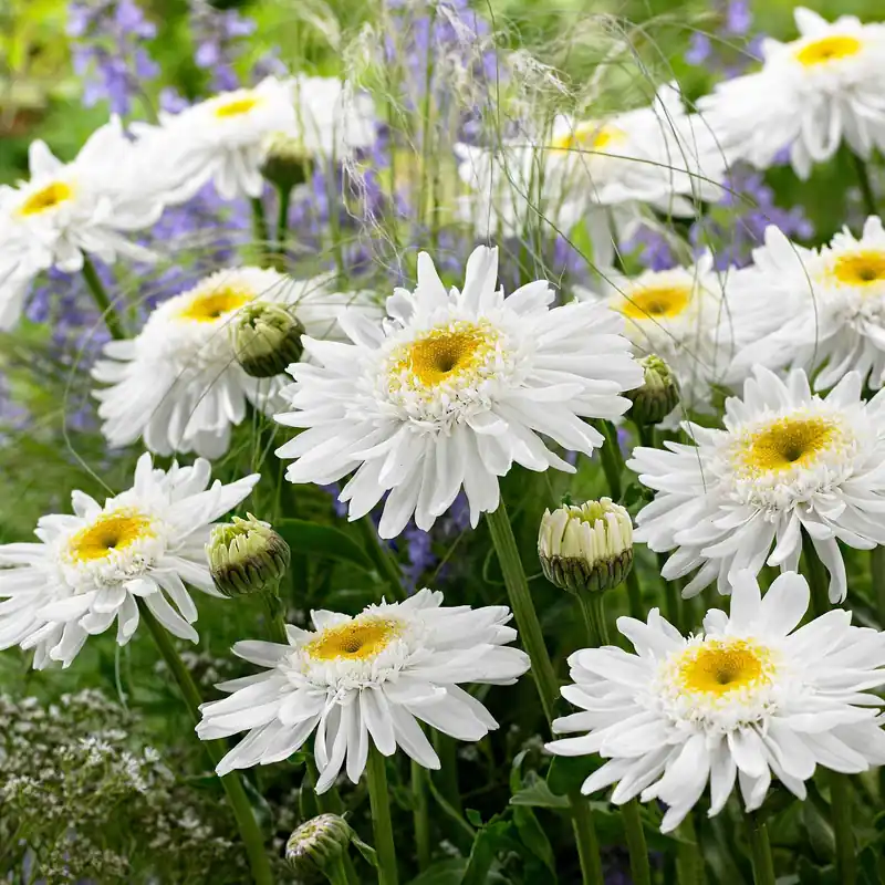 Kostenloser Versand Sommermargerite 'Wirral Supreme' Leucanthemum superbum Wirral Supreme