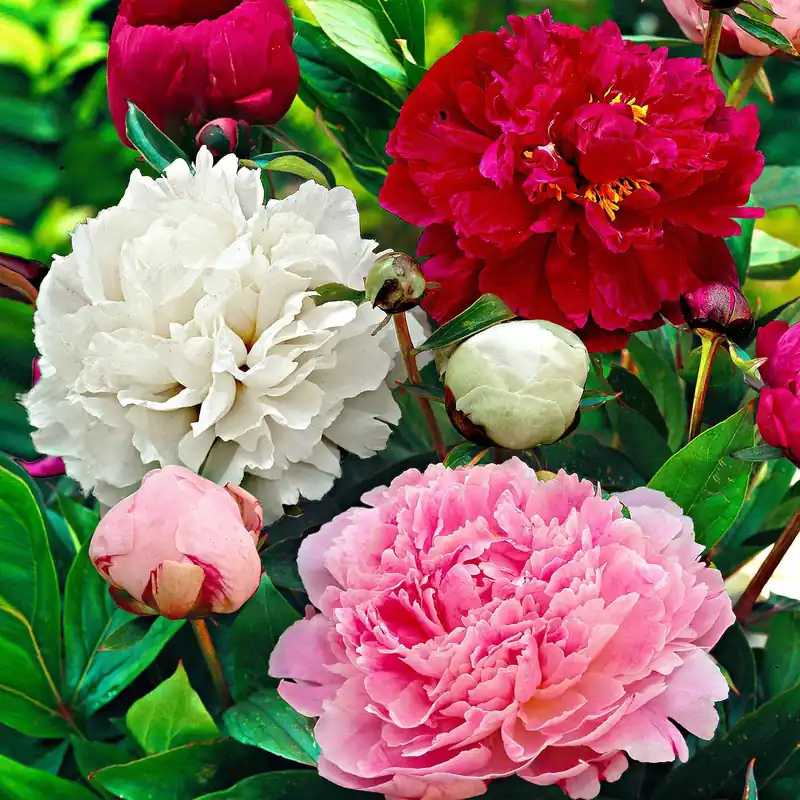 Preis Gesenkt Pfingstrosen-Kollektion 'Immaculée', 'Sorbet', 'Red Charm' Paeonia lactiflora x Sorbet, Immaculée, Red Charm