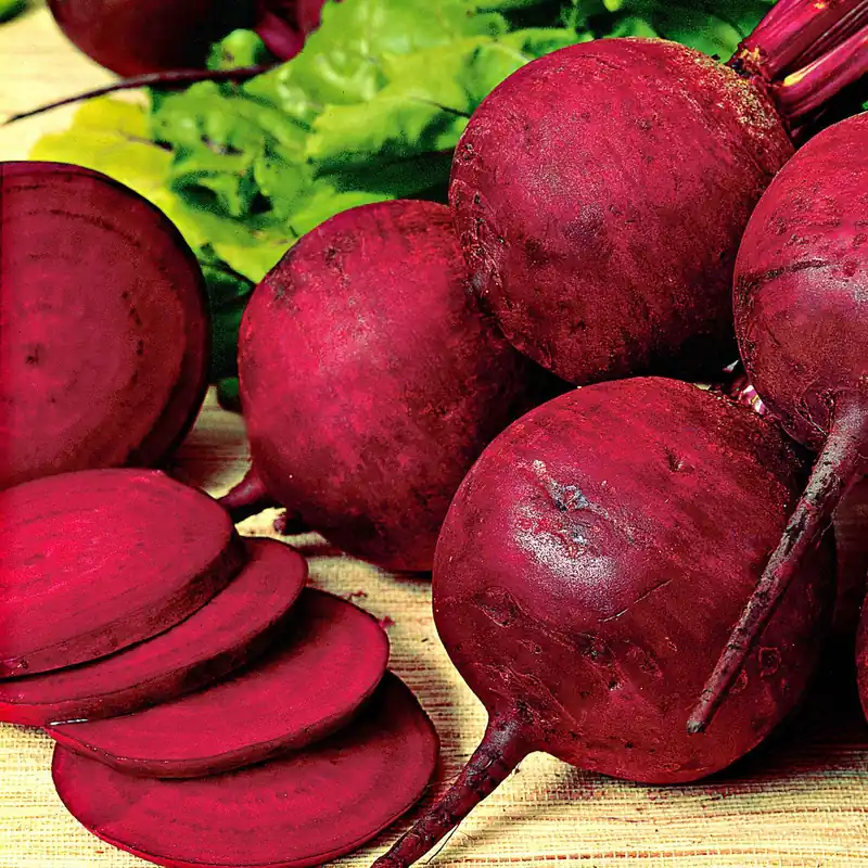 Preis Gesenkt Rote Beete 'Kogel 2' Beta vulgaris kogel 2