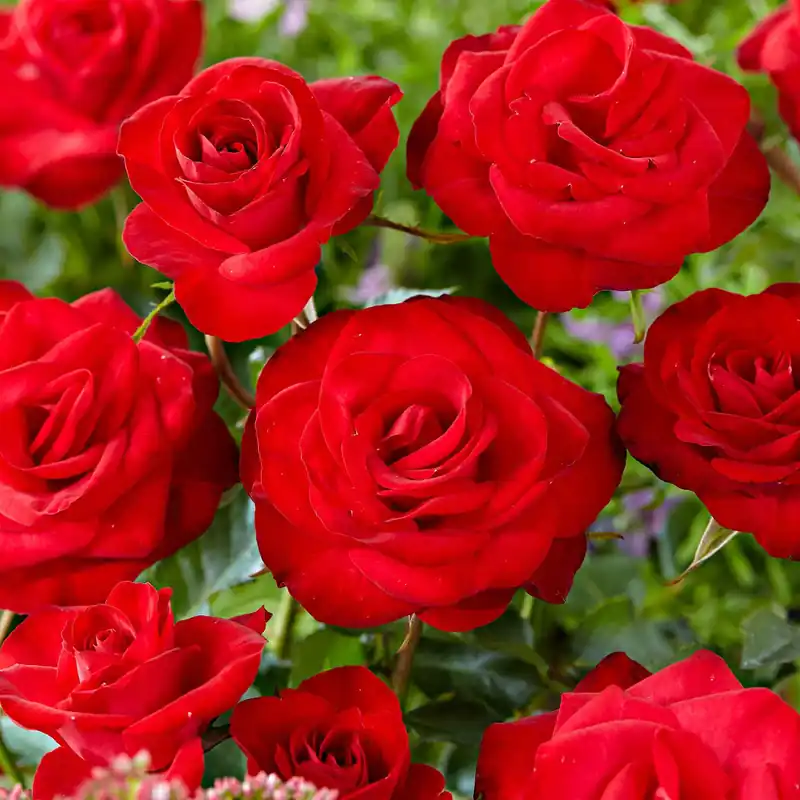 Neue Ware Kletterrose ‘Santana’® Rosa santana ®
