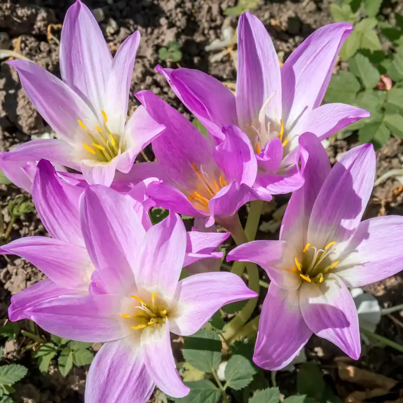 Neue Kollektion Herbstzeitlose 'The Giant' Colchicum The Giant