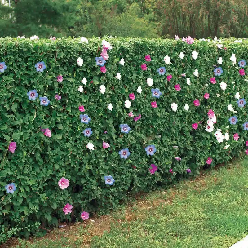 Garteneibisch (x5) Hibiscus syriacus Mega-Angebot
