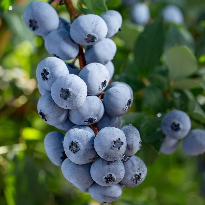 Schneller Versand Blaubeere 'Brigitta Blue' Vaccinium corymbosum Brigitta Blue