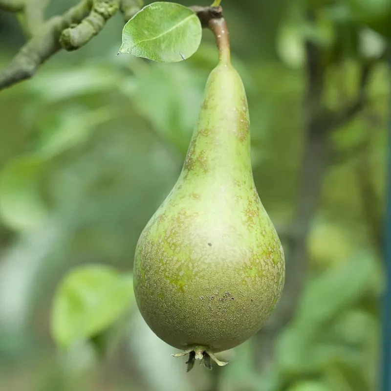 Direkt Vom Hersteller Birnbaum 'Conference' Pyrus communis Conférence