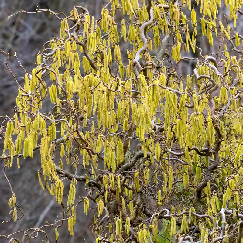 Korkenzieherhasel 'Contorta' Corylus avellana 'contorta' Begrenztes Angebot