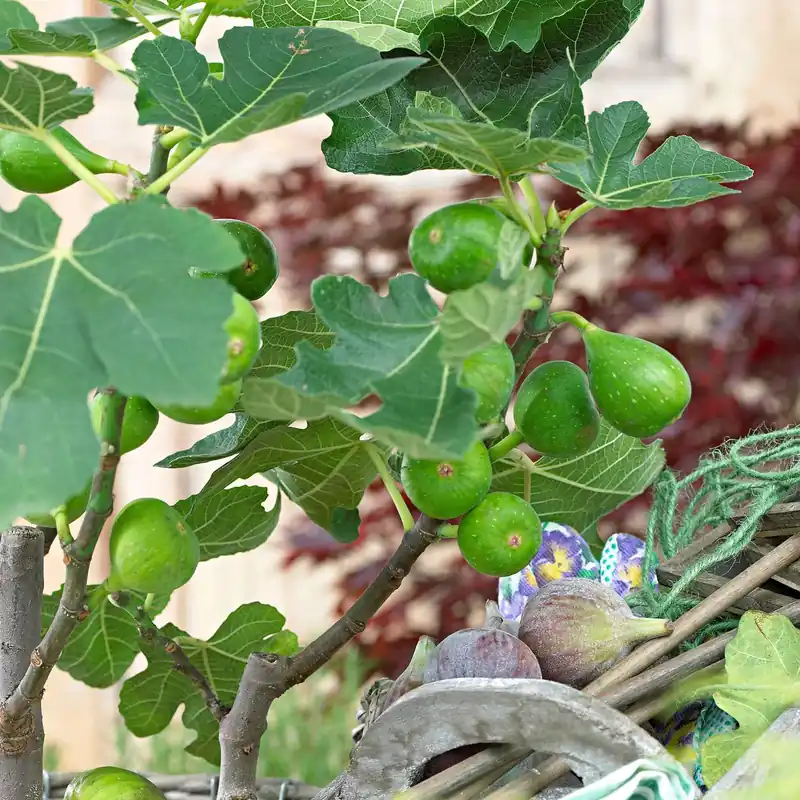 Feigenbaum Ficus carica 'Perretta' - grün-braun - Winterhart Ficus carica Gustissimo Perretta Solange Der Vorrat Reicht