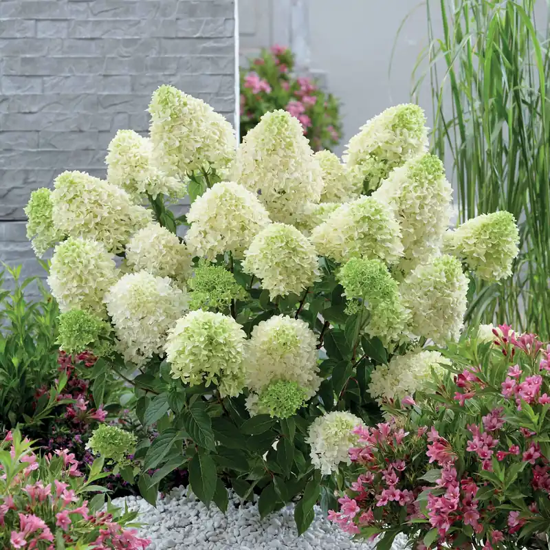 Beliebt Rispenhortensie 'Skyfall' Hydrangea paniculata skyfall