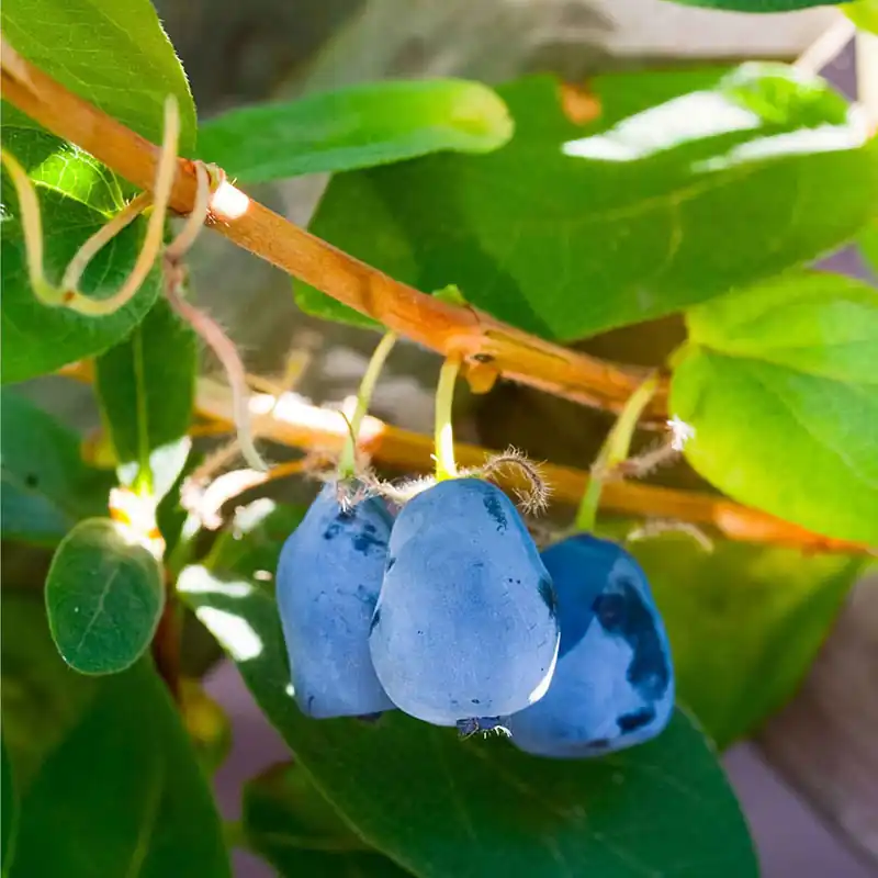 Honigbeere 'Duet' Lonicera caerulea 'duet' Schneller Versand