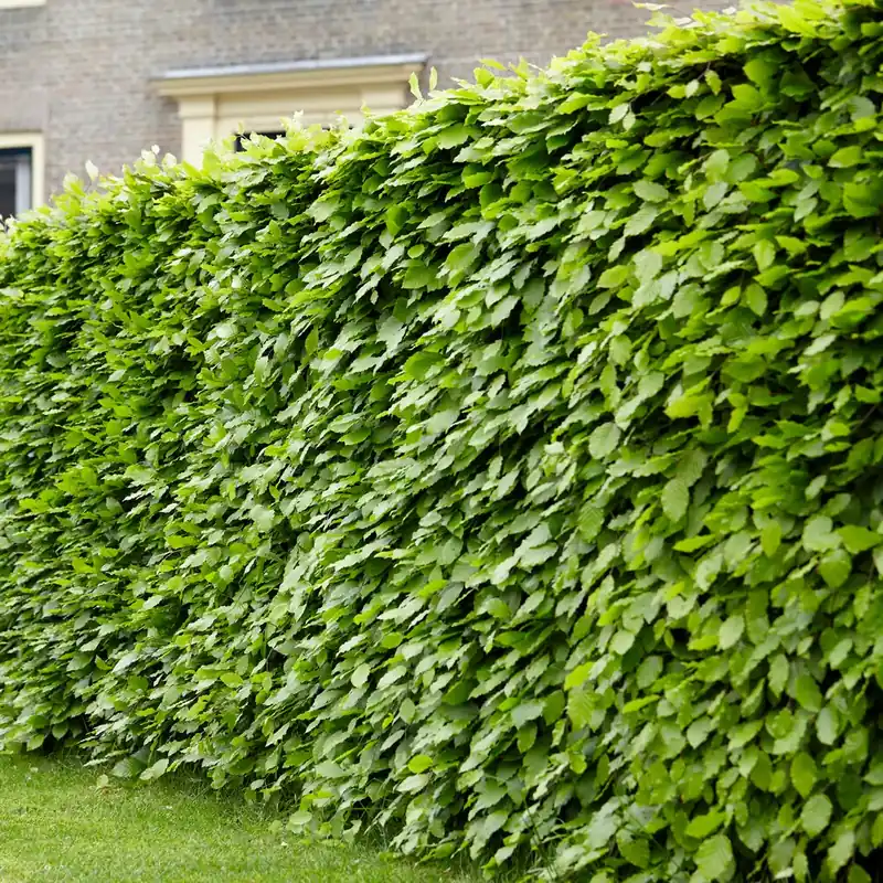 Rotbuche Fagus sylvatica Geprüft