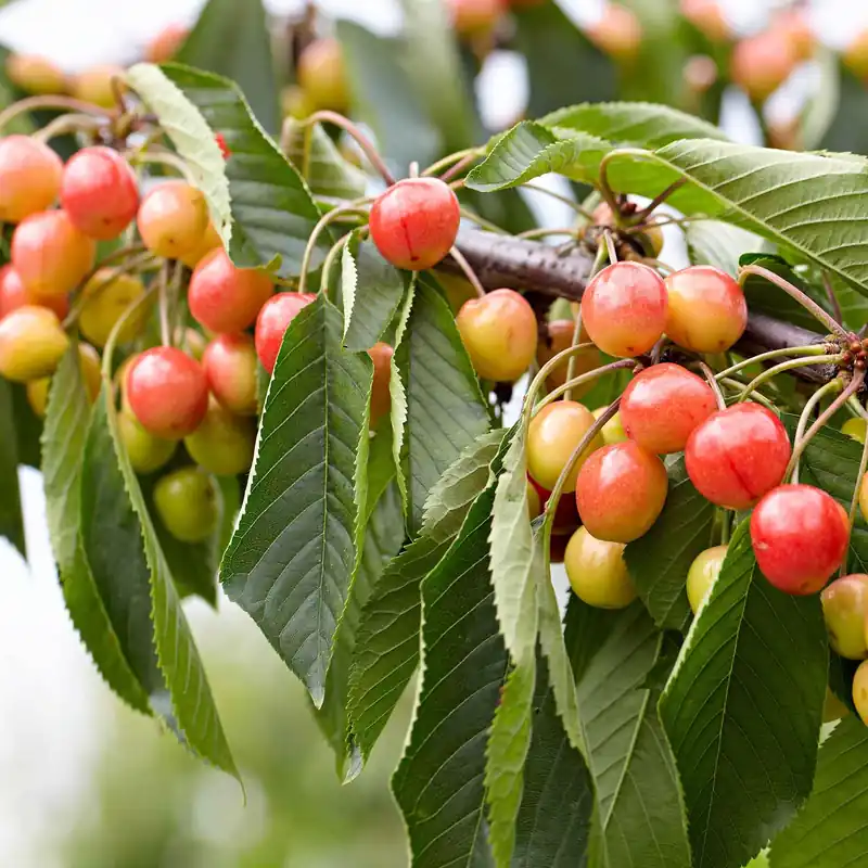 Sichere Zahlung Kirschbaum 'Bigarreau Napoléon' Prunus avium bigarreau Napoléon