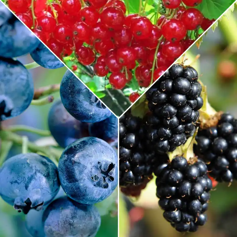Top-Angebot Konfitüren-Beerenkollektion (x3) Ribes rubrum 'jonkheer van tets', rubus fruticosus 'black satin', vac