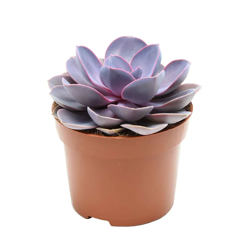 Preis Gesenkt Echeveria 'Purple Pearl' lila Echeveria gibbi.'purple pearl'