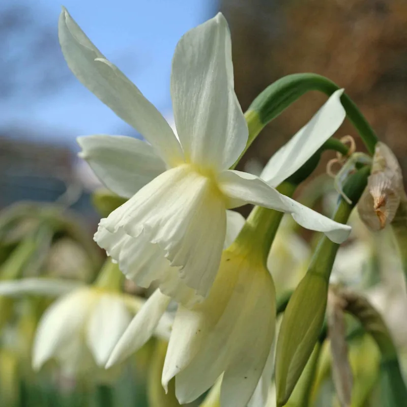Narzisse 'Thalia' (x7) Narcissus triandrus Thalia Bestpreis