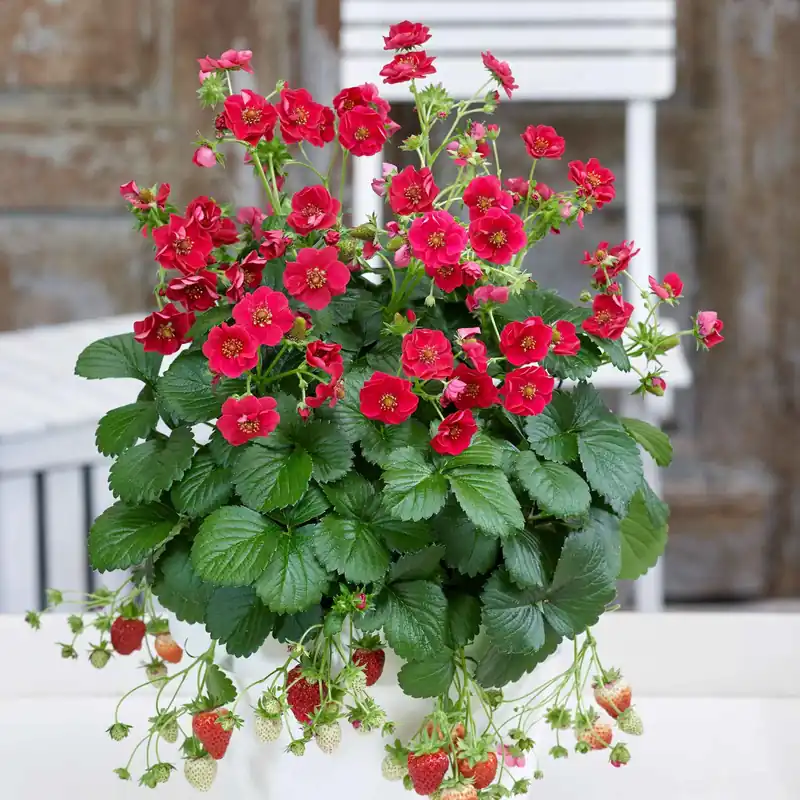 Sale Erdbeere 'Summer Breeze Rose' (x3) Fragaria summer breeze® rose