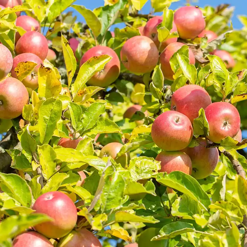 Apfelbaum ‘Reine des Reinettes’ Malus domestica Reine des Reinettes Nur Heute