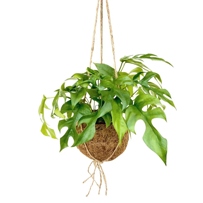 Kokodama Lochpflanze Monstera minima Inkl. Kokostopf Monstera minima Direktkauf