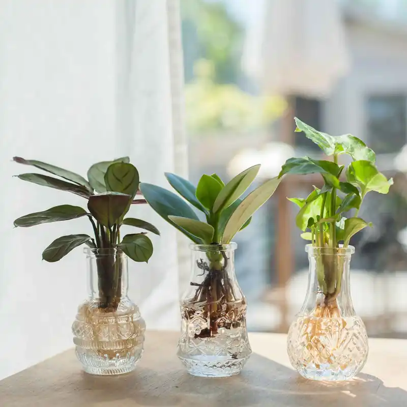 Stecklingsmix 'Berlin' im 3 Gläser - Hydroponik (x3) Syngonium 'Pixie', Clusia 'Princess', Ctenanthe 'Amagris' Letzte Chance