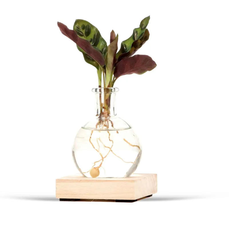 Calathea im Samoa-Glas mit LED-Beleuchtung - Hydroponik Calathea insignis Markenware