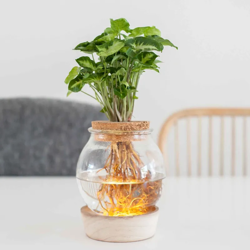 Jetzt Kaufen Syngonium im Kugelglas mit LED-Beleuchtung - Hydroponik Syngonium
