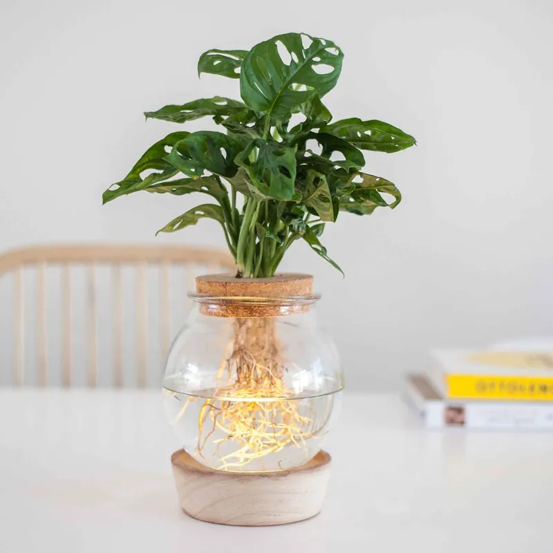 Monstera im Kugelglas mit LED-Beleuchtung - Hydroponik Monstera Neue Ware