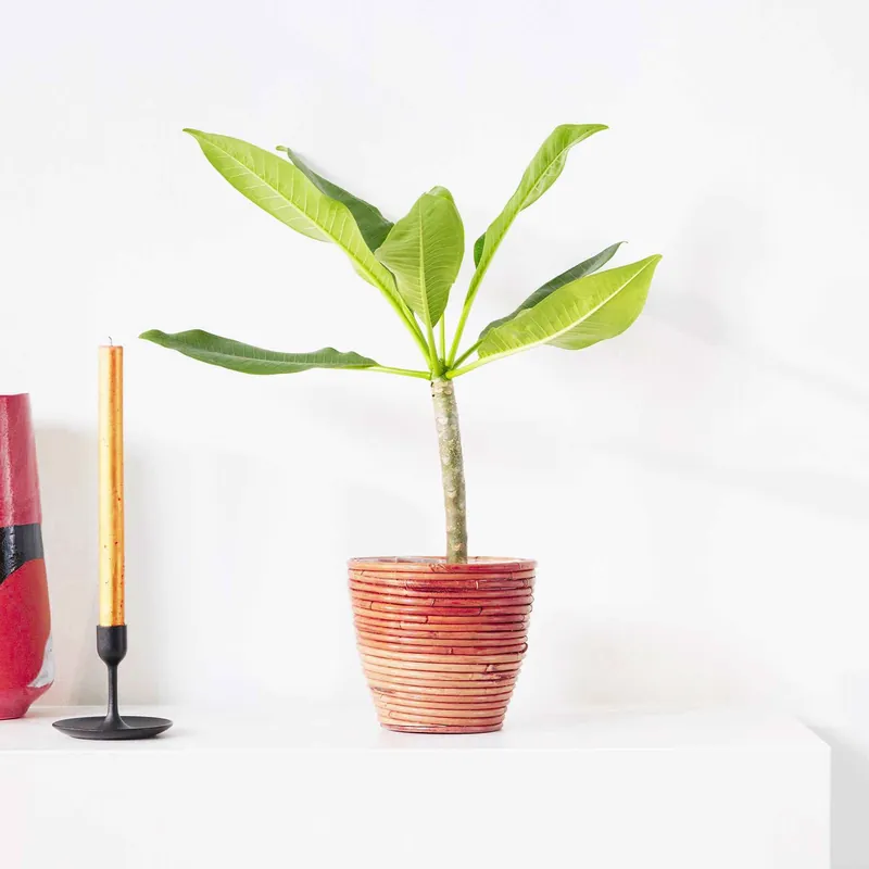Angebot Frangipani rot Plumeria Rubra Bordeau