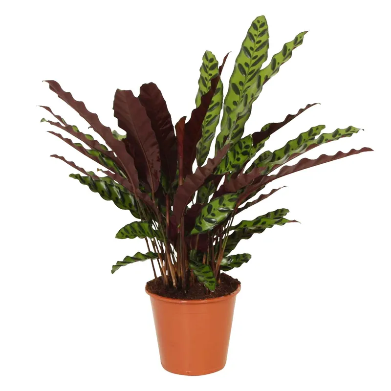 Gratis Versand Korbmarante 'Insigne' Calathea insignis