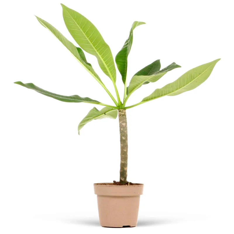 Neue Ware Frangipani 'Jazz' rot-gelb Plumeria rubra yellow pink