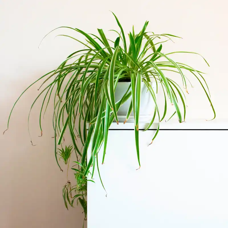 Grünlilie ‘Vittatum’ Chlorophytum comosum vittatum Sichere Zahlung