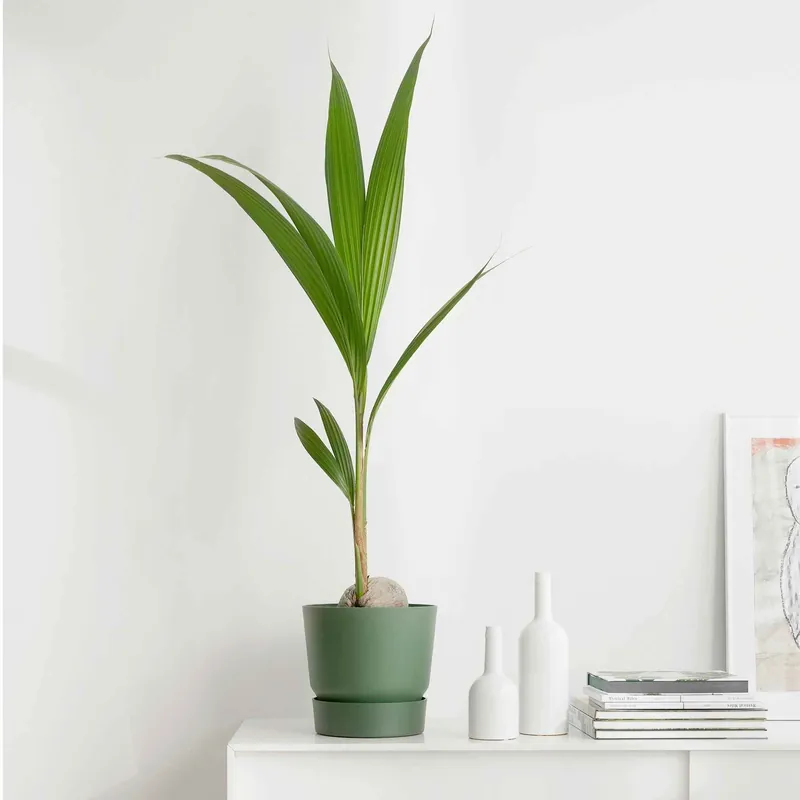 Kokospalme für den Innenbereich Cocos nucifera Gratis Versand