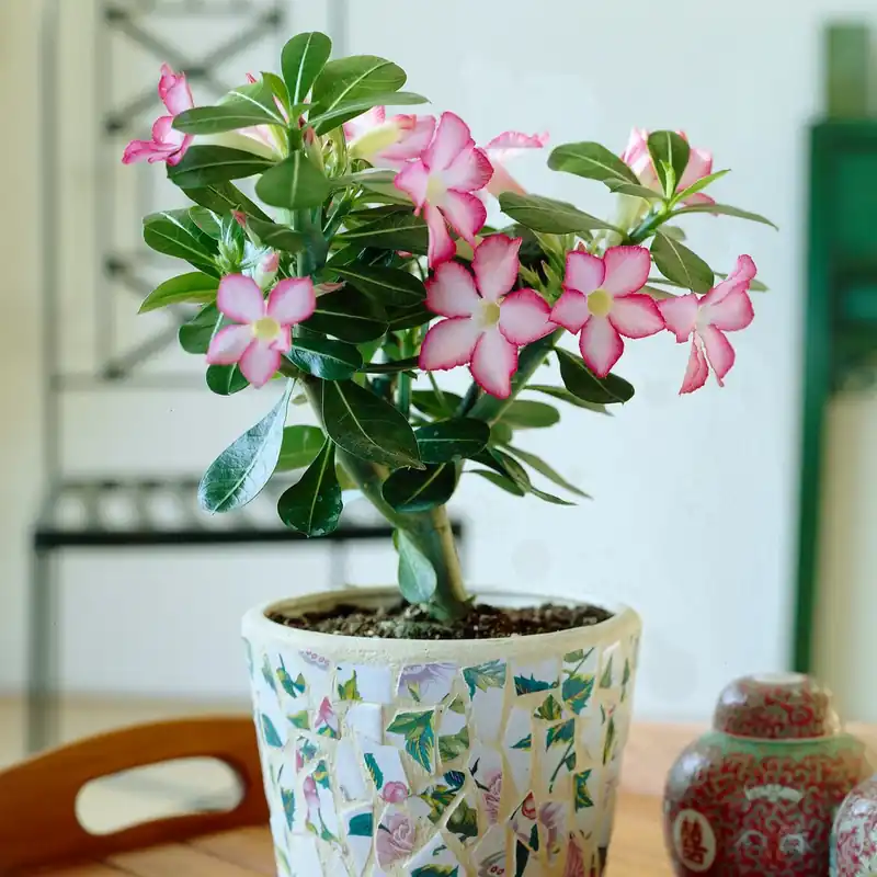 Beliebt Wüstenrose Adenium obesum