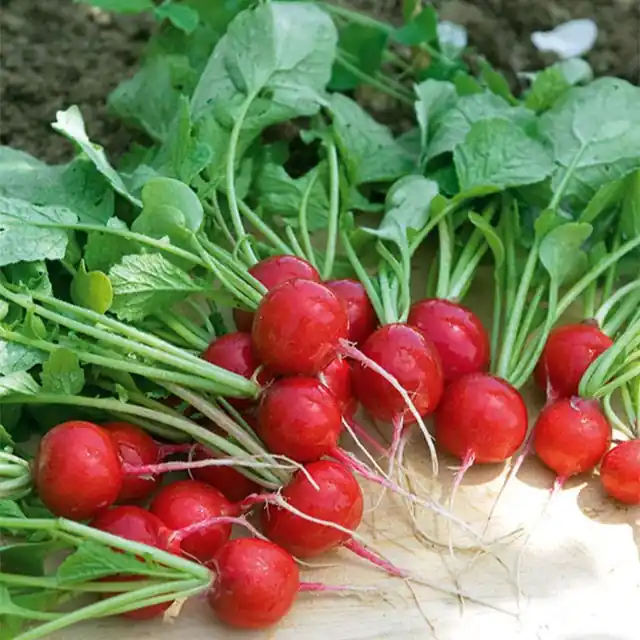 Radieschen ‘Cerise’ Raphanus sativus cerise Wochenendangebot