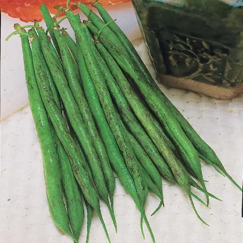 Heißes Angebot Buschbohne fein ‘Triomphe de Farcy’ Phaseolus vulgaris nain fin triomphe de farcy