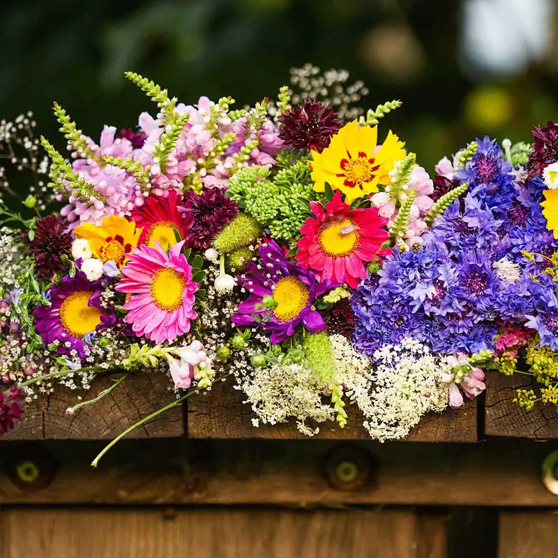 Blumen Saatmatte für Blumenkästen Nur Heute