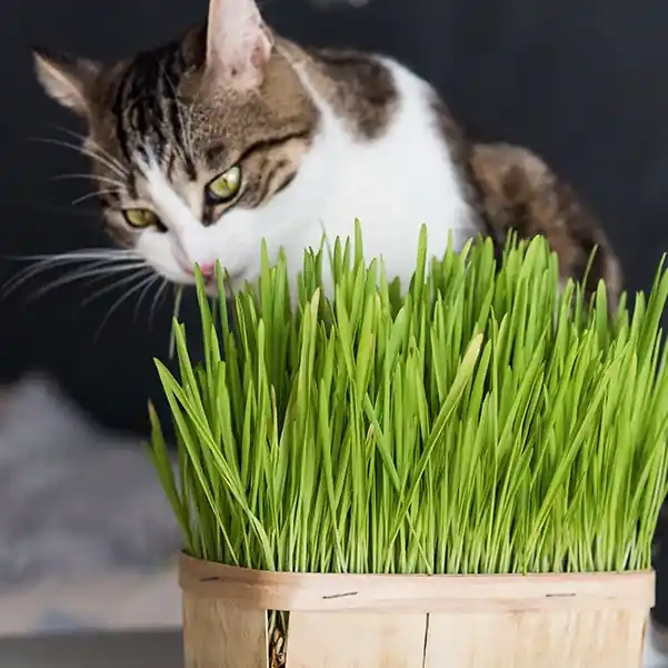 Aktuell Katzengras Hordeum vulgare
