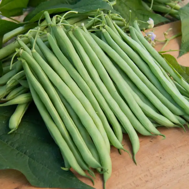 Buschbohne Contender Phaseolus vulgaris Contender Preisreduziert