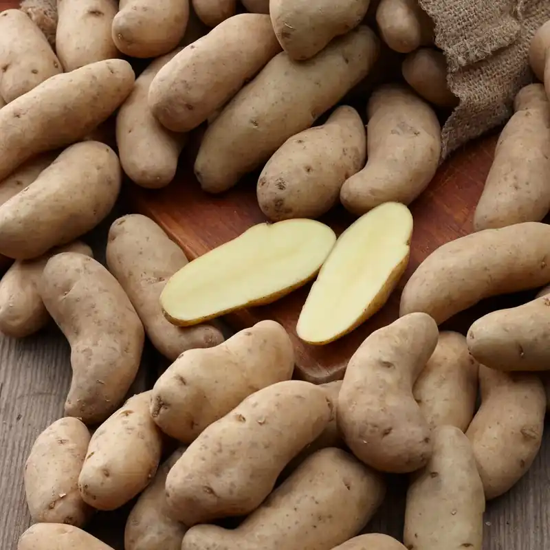 Top-Preis Kartoffeln ‘Ratte’ (x25) Solanum tuberosum ratte