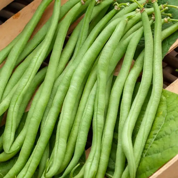 Letzte Chance Buschbohne extra-fein ‘Novirex’ Phaseolus vulgaris Novirex