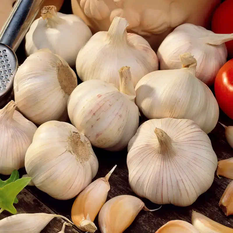 Knoblauch ‘Thérador’ Allium sativum therador Wochenendangebot