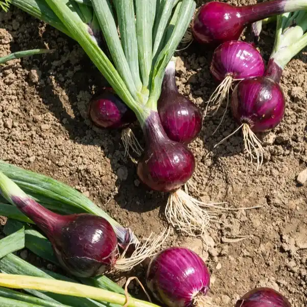 Zwiebel Red Baron Allium cepa red baron Markenware