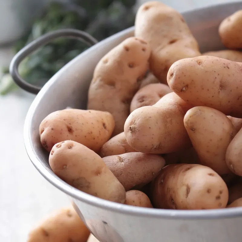 Neue Ware Kartoffel ‘Corne de Gatte’ / ‘Pink Fir Apple’ (x25) Solanum tuberosum corne de gatte (pinkfir apple)